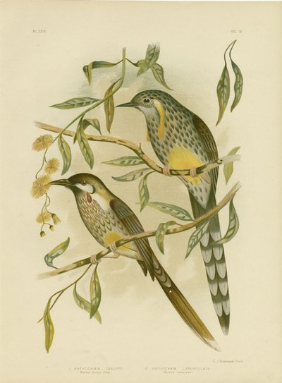 Yellow Wattlebird, 1891 by Gracius Broinowski